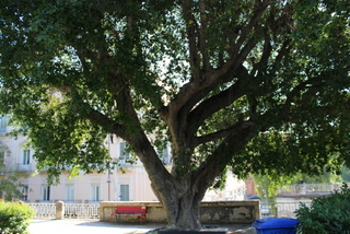 Ficus ginseng villa Bellini